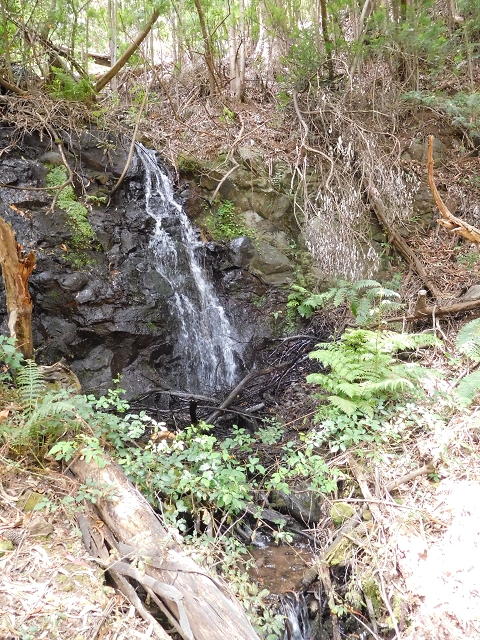 24.06.2016 Levada Nova — Westliche Bachpassage — Foto 22