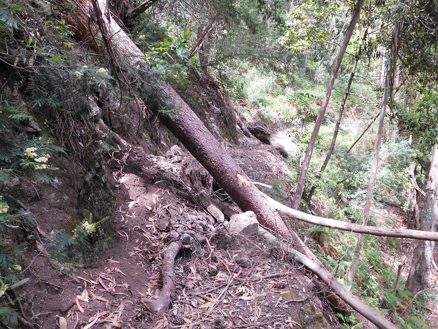 24.06.2016 Levada Nova — Westliche Bachpassage — Foto 23