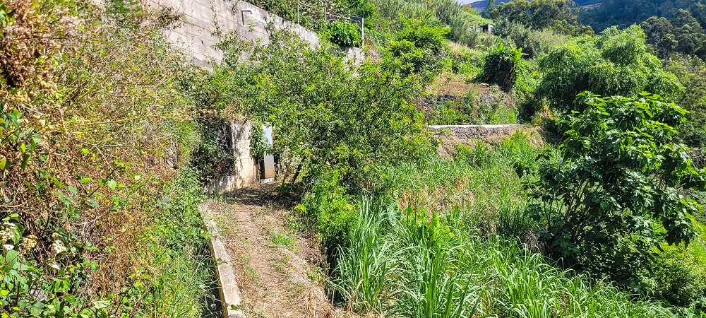 24 de junho de 2022 Cinco descobertas de levadas em torno de Canhas — Levada da Faja do Lombo de Piedade: até à Madre — foto 5