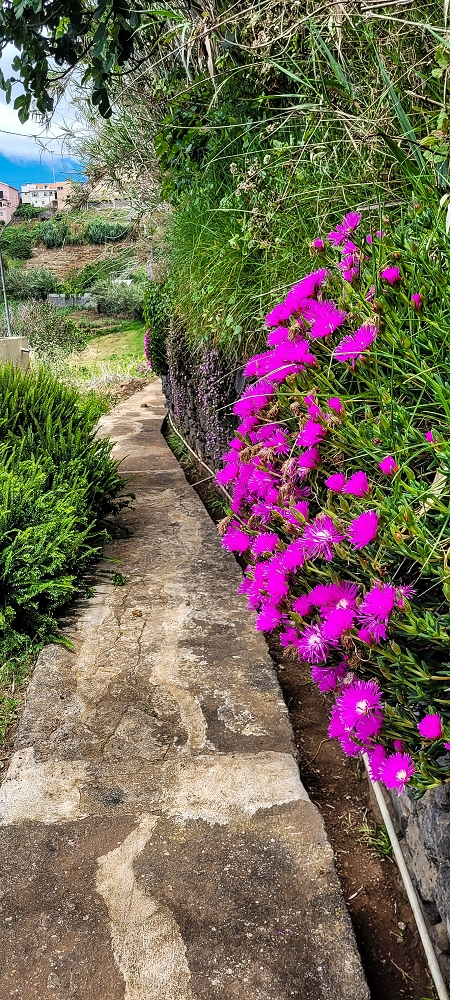 24 de junho de 2022 Cinco descobertas de levadas em torno de Canhas — Levada dos Castanheiros: ramo final — foto 2