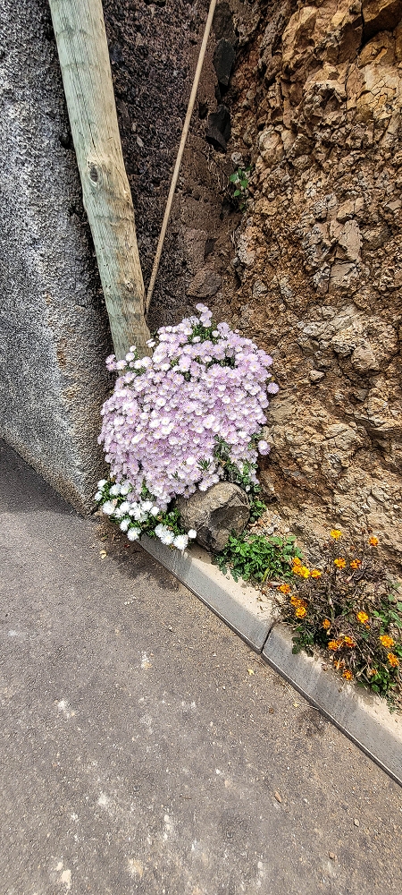 24 de junho de 2022 Cinco descobertas de levadas em torno de Canhas — Levada dos Castanheiros: ramo final — foto 3
