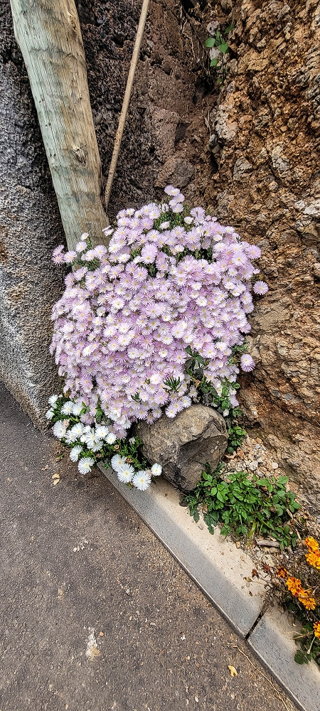 24 de junho de 2022 Cinco descobertas de levadas em torno de Canhas — Levada dos Castanheiros: ramo final — foto 4