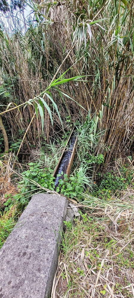 24 de junho de 2022 Cinco descobertas de levadas em torno de Canhas — Levada da Faja do Lombo de Piedade: ramo final até ao reservatório — foto 5
