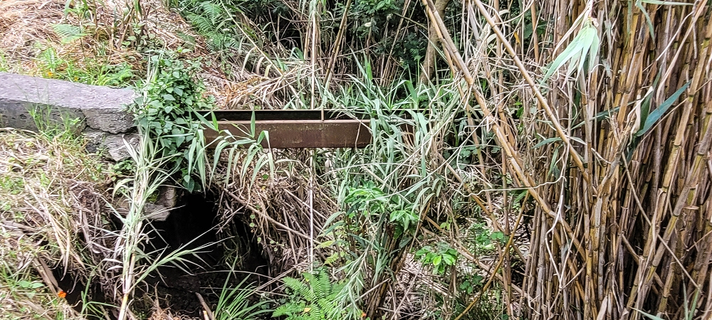 24 de junho de 2022 Cinco descobertas de levadas em torno de Canhas — Levada da Faja do Lombo de Piedade: ramo final até ao reservatório — foto 6