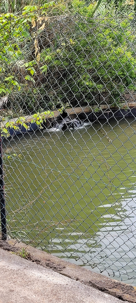 24 de junho de 2022 Cinco descobertas de levadas em torno de Canhas — Levada da Faja do Lombo de Piedade: ramo final até ao reservatório — foto 8