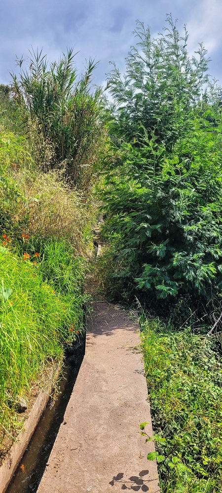 24 de junho de 2022 Cinco descobertas de levadas em torno de Canhas — Levada da Faja do Lombo de Piedade: até à Madre — foto 7