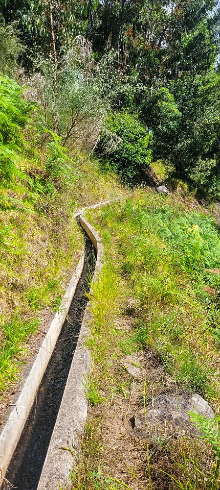 24 de junho de 2022 Cinco descobertas de levadas em torno de Canhas — Levada da Faja do Lombo de Piedade: até à Madre — foto 8