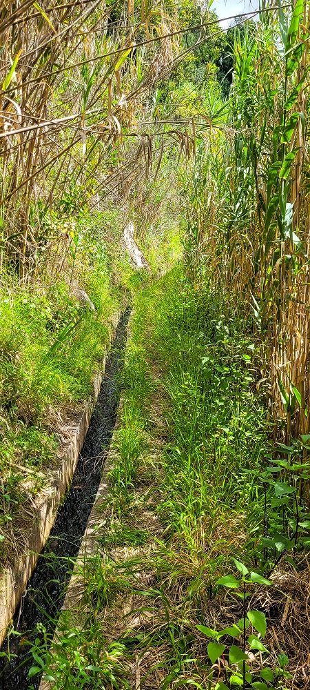 24 de junho de 2022 Cinco descobertas de levadas em torno de Canhas — Levada da Faja do Lombo de Piedade: até à Madre — foto 9