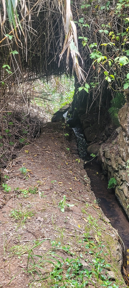 Levada da Terra Chã — Madre — foto 6