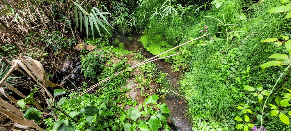 Levada da Terra Chã — Madre — foto 1