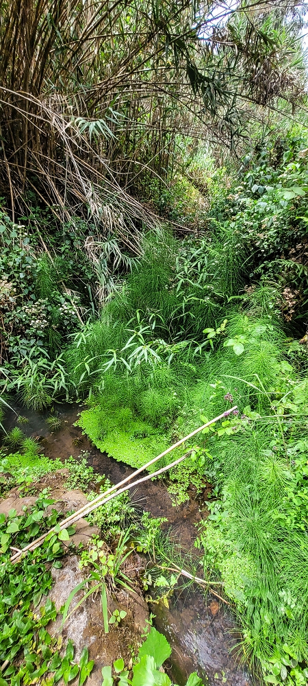 Levada da Terra Chã — Madre — foto 2