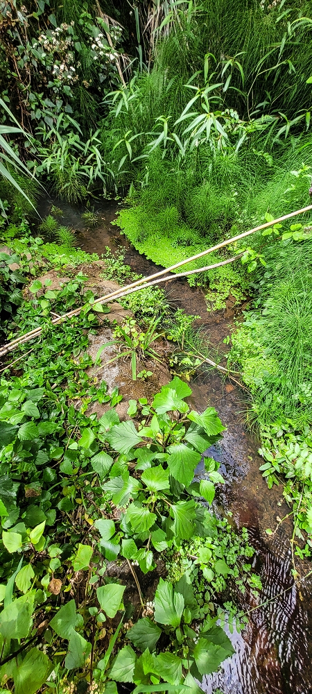 Levada da Terra Chã — Madre — foto 3