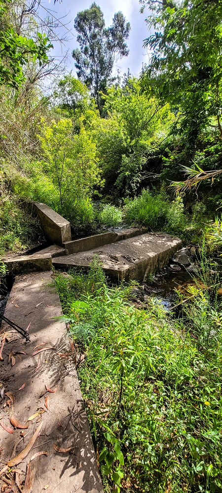 24 de junho de 2022 Cinco descobertas de levadas em torno de Canhas — Levada da Faja do Lombo de Piedade: Madre — foto 1