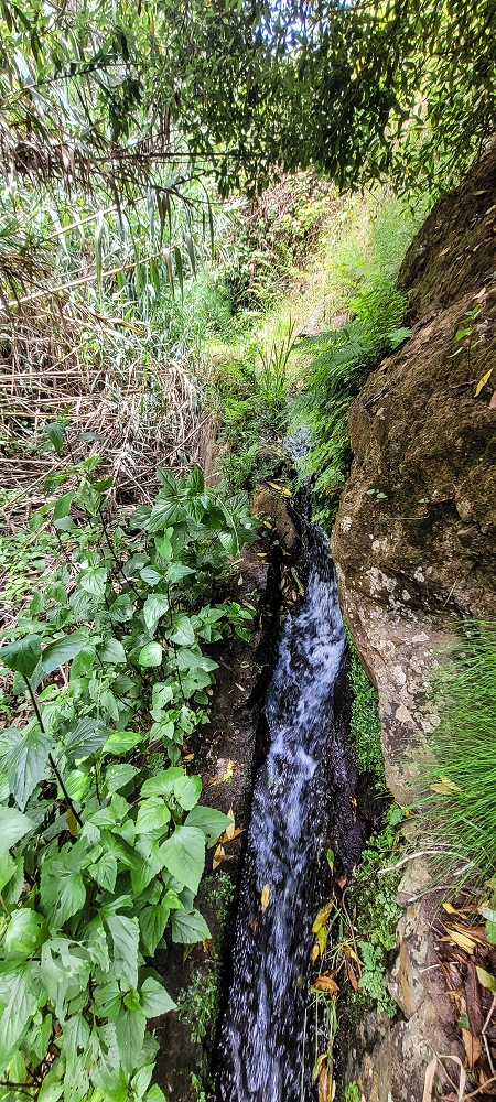 Levada da Terra Chã — Madre — foto 4