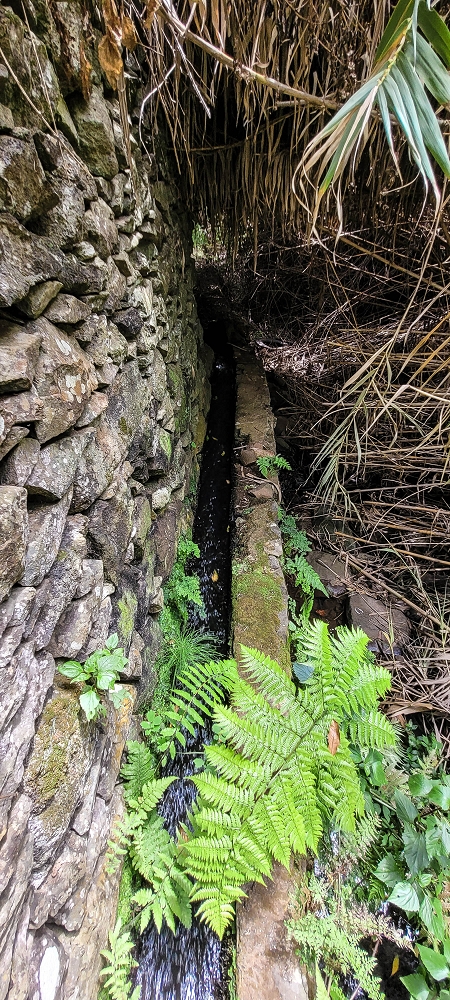 24 de junho de 2022 Cinco descobertas de levadas em torno de Canhas — Levada da Terra Cha: Madre — foto 8