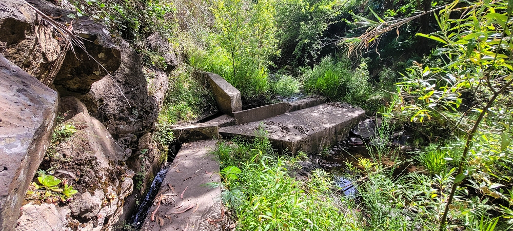 24 de junho de 2022 Cinco descobertas de levadas em torno de Canhas — Levada da Faja do Lombo de Piedade: Madre — foto 2