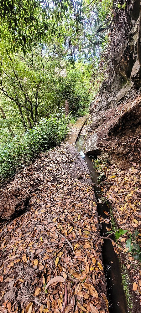 Levada das Voltinhas — Die ersten Meter im Wald — Foto 1