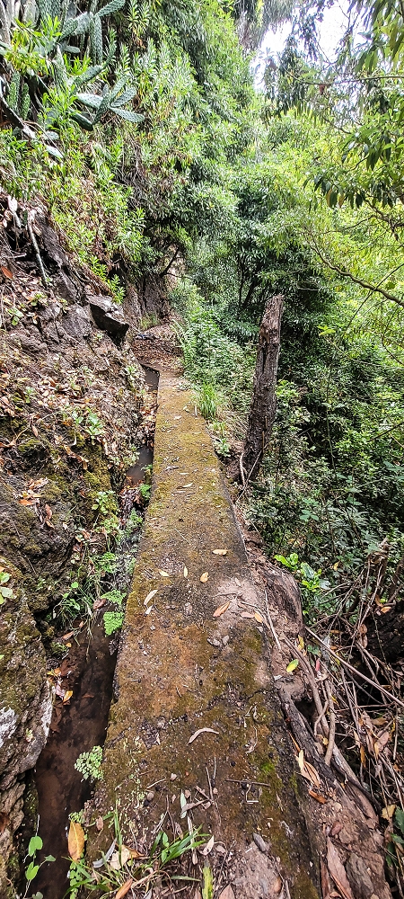 Levada das Voltinhas — Die ersten Meter im Wald — Foto 2