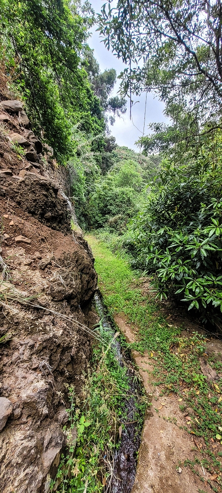 Levada das Voltinhas — Die ersten Meter im Wald — Foto 5