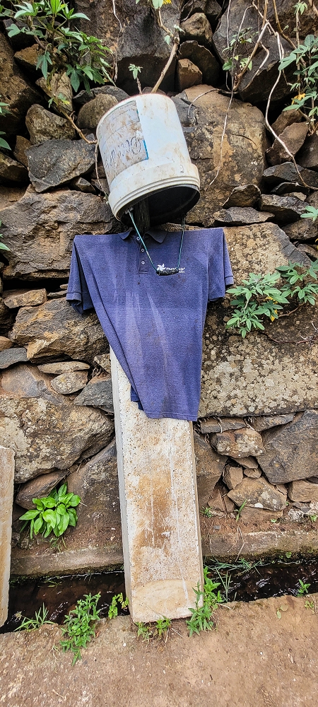 Levada das Voltinhas — Weiter in den Bananenterrassen — Foto 2