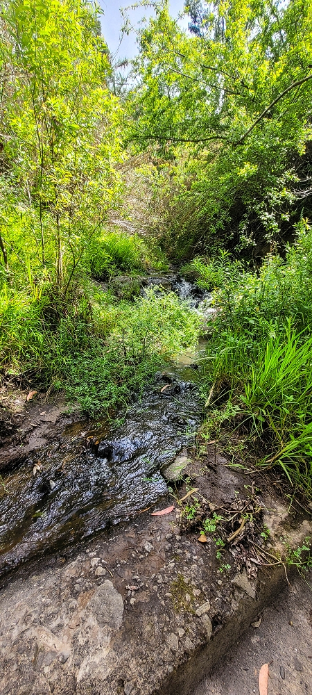 24 de junho de 2022 Cinco descobertas de levadas em torno de Canhas — Levada da Faja do Lombo de Piedade: Madre — foto 3