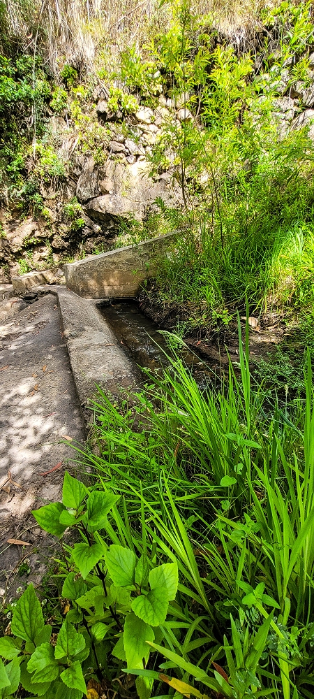 24 de junho de 2022 Cinco descobertas de levadas em torno de Canhas — Levada da Faja do Lombo de Piedade: Madre — foto 4