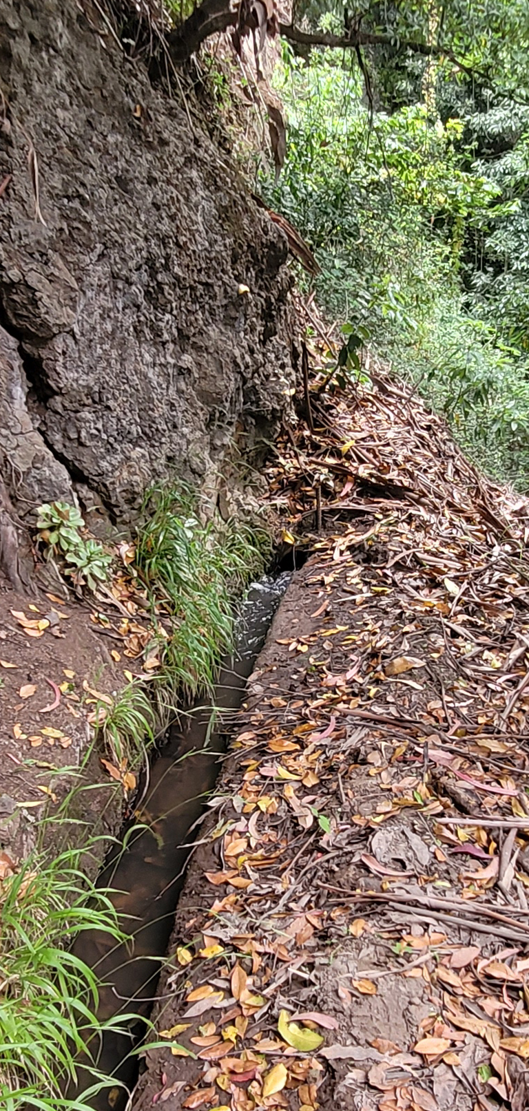 Levada das Voltinhas — Zufluss von der Madre — Foto 2