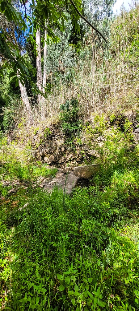 24 de junho de 2022 Cinco descobertas de levadas em torno de Canhas — Levada da Faja do Lombo de Piedade: Madre — foto 5
