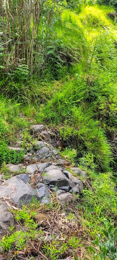 24 de junho de 2022 Cinco descobertas de levadas em torno de Canhas — Caminho de ligação — foto 1
