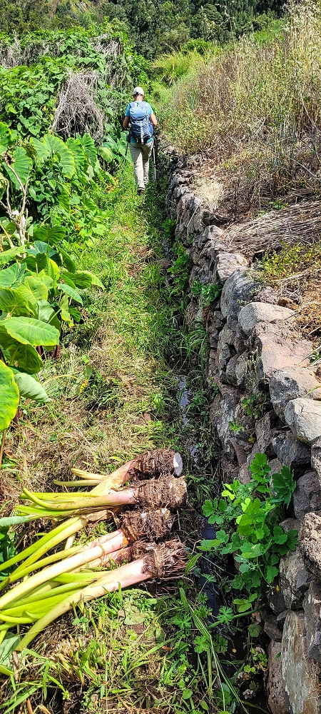 24 de junho de 2022 Cinco descobertas de levadas em torno de Canhas — Levada do Lombo de Sao Joao: ramo lateral — foto 1