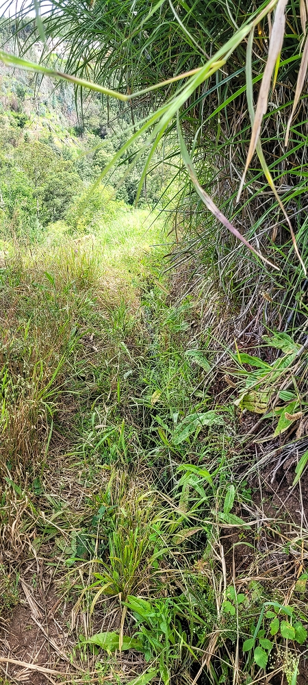 24 de junho de 2022 Cinco descobertas de levadas em torno de Canhas — Levada do Lombo de Sao Joao: ramo lateral — foto 2
