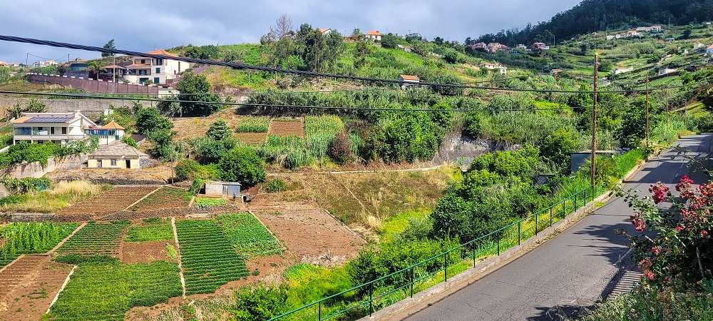 24 de junho de 2022 Cinco descobertas de levadas em torno de Canhas — Levada da Faja do Lombo de Piedade: cruzamento com o Caminho do Lombo da Piedade — foto 3