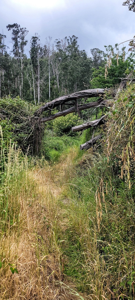 Levada do Lombo de Sao Joao — From the first to the second distribution hut — photo 3