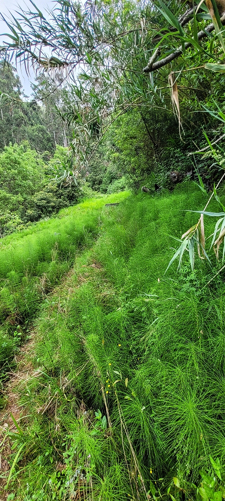 Levada do Lombo de Sao Joao — From the Madre to the first distribution hut — photo 7