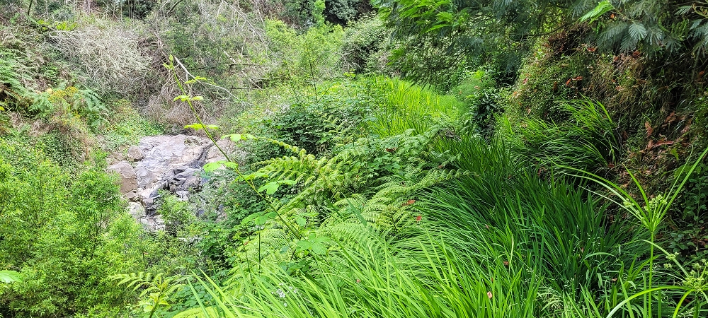 Levada do Lombo de Sao Joao — From the Madre to the first distribution hut — photo 3