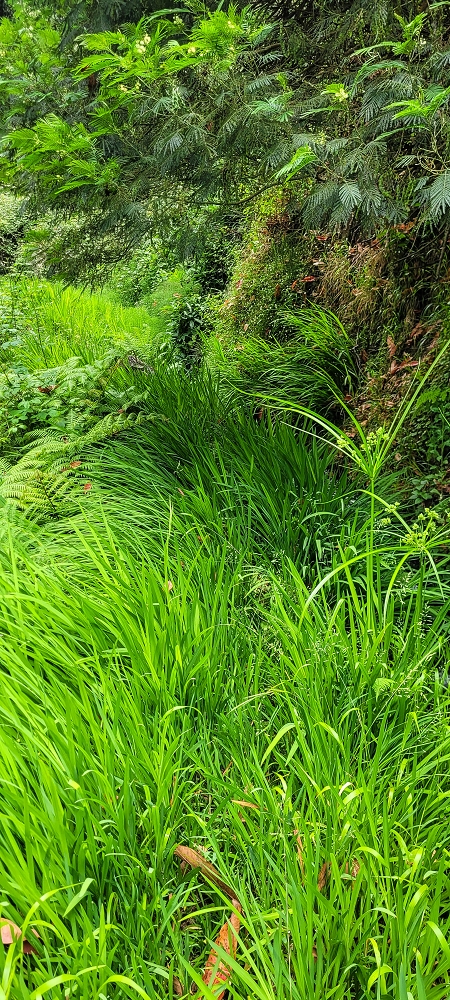Levada do Lombo de Sao Joao — From the Madre to the first distribution hut — photo 2