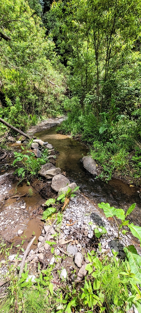 Levada do Lombo de Sao Joao — Madre — photo 2