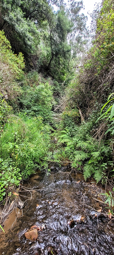 Levada do Lombo de Sao Joao — Madre — photo 3