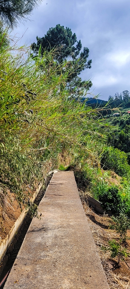 24 de junho de 2022 Cinco descobertas de levadas em torno de Canhas — Levada da Faja do Lombo de Piedade: até à Madre — foto 2