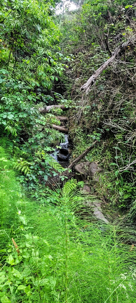 Levada do Lombo de Sao Joao — Madre — photo 5