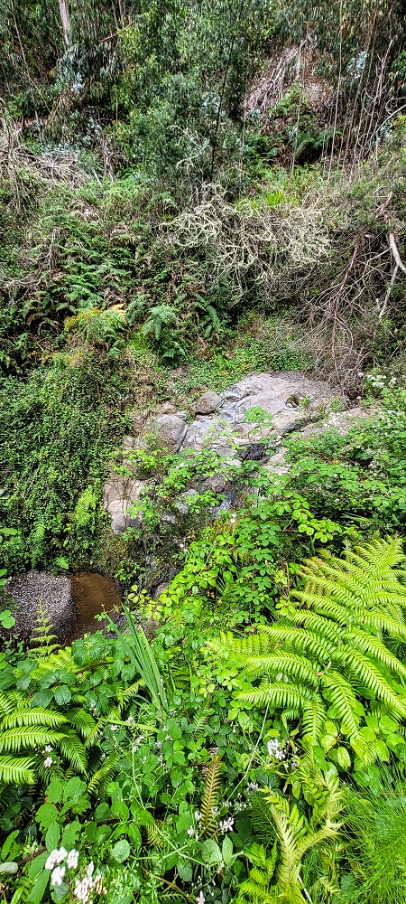 Levada do Lombo de Sao Joao — Madre — photo 10