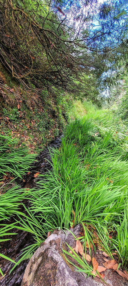 Levada do Lombo de Sao Joao — From the Madre to the first distribution hut — photo 4