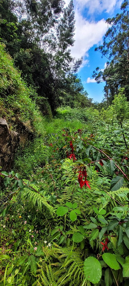 Levada do Lombo de Sao Joao — From the Madre to the first distribution hut — photo 6