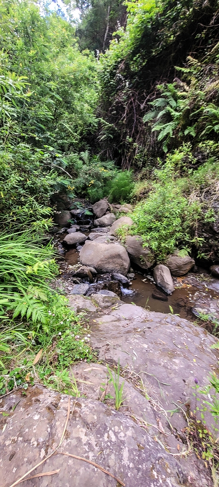 24 de junho de 2022 Cinco descobertas de levadas em torno de Canhas — Levada dos Castanheiros: Madre — foto 1