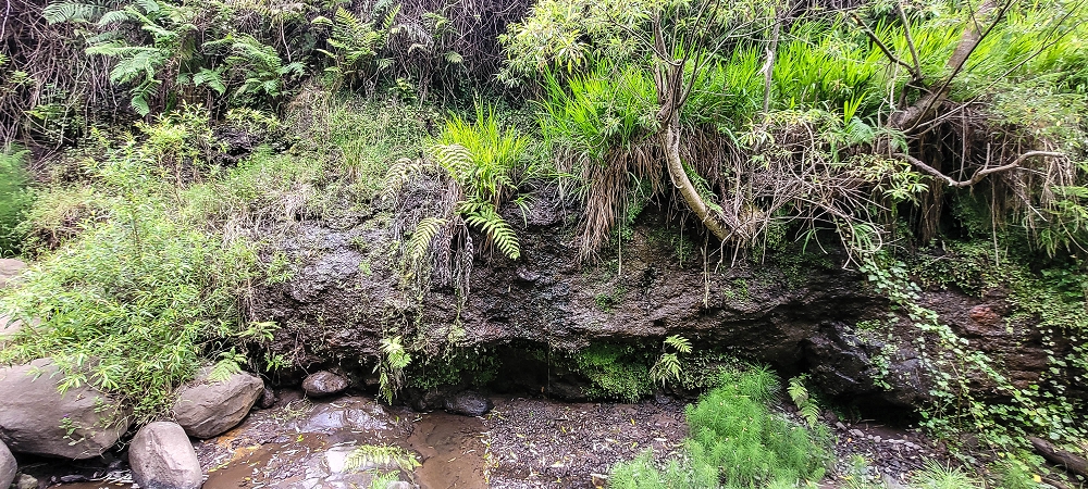 24 de junho de 2022 Cinco descobertas de levadas em torno de Canhas — Levada dos Castanheiros: Madre — foto 2