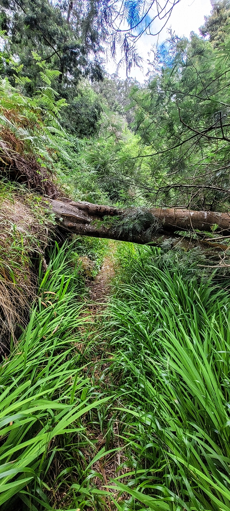 24 de junho de 2022 Cinco descobertas de levadas em torno de Canhas — Levada dos Castanheiros: entubada — foto 1