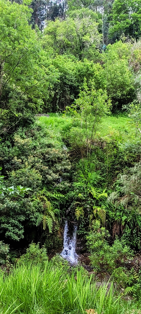 24 de junho de 2022 Cinco descobertas de levadas em torno de Canhas — Levada dos Castanheiros: entubada — foto 2