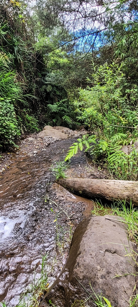 24 de junho de 2022 Cinco descobertas de levadas em torno de Canhas — Levada dos Castanheiros: Madre — foto 3