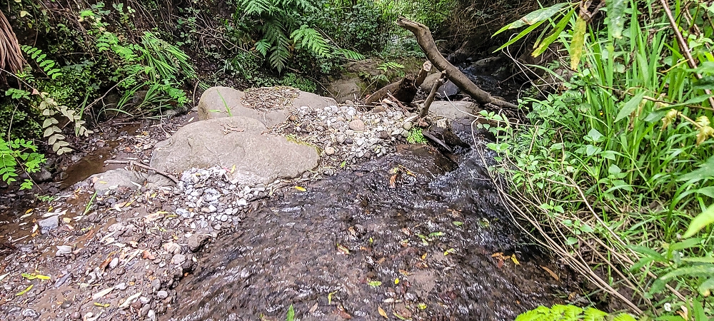 24 de junho de 2022 Cinco descobertas de levadas em torno de Canhas — Levada dos Castanheiros: Madre — foto 4