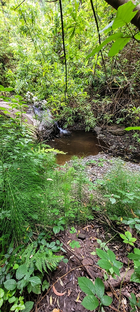 24 de junho de 2022 Cinco descobertas de levadas em torno de Canhas — Levada dos Castanheiros: Madre — foto 5